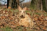 SCOTTISH TERRIER 111